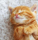 Buy Cat's Affiliate Business➡ - Ecom Chief 
