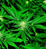 Buy Cannabis Affiliate Business➡ - Ecom Chief 